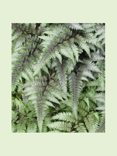 Athyrium niponicum pictum