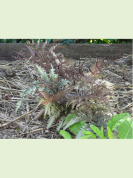 Athyrium niponicum pictum