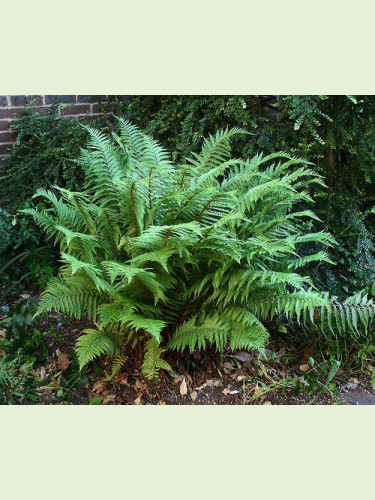 Dryopteris affinis / Fougère