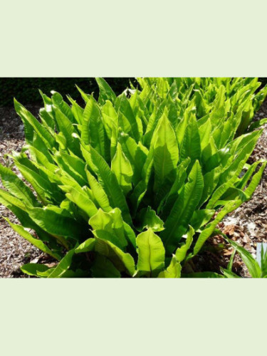 Phyllitis (asplenium) scolopendrium / Fougère