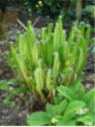 Phyllitis (asplenium) scolopendrium / Fougère