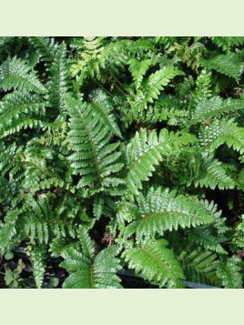 Polystichum polyblepharum / Fougère