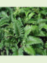 Polystichum polyblepharum / Fougère