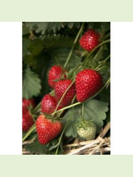 Fragaria 'Charlotte'/ Fraisier remontant