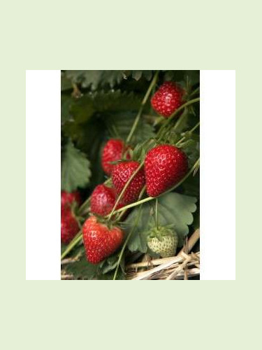 Fragaria 'Charlotte'/ Fraisier remontant