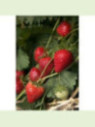 Fragaria 'Charlotte'/ Fraisier remontant