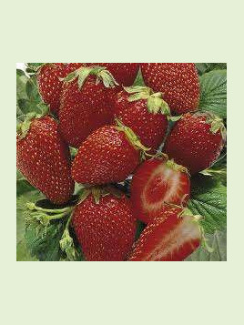 Fragaria 'Cirano' / Fraisier remontant