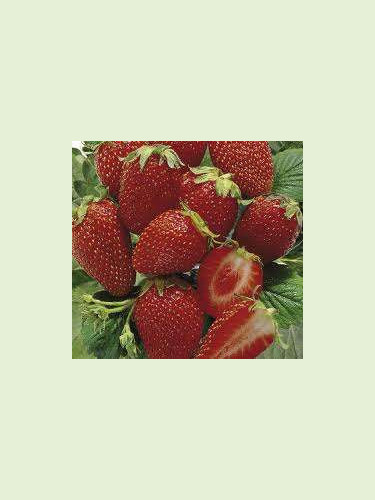 Fragaria 'Cirano' / Fraisier remontant