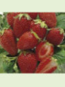 Fragaria 'Cirano' / Fraisier remontant