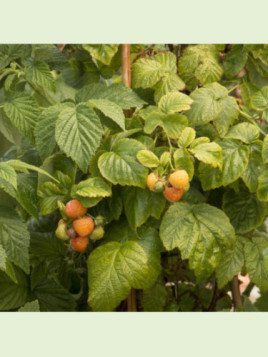 Rubus idaeus 'Fallgold' / Framboisier remontant