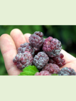 Rubus Idaeus 'Glen Coe' / Framboisier (Sans épines)