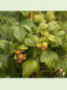 Rubus Idaeus 'Glen Coe' / Framboisier (Sans épines)