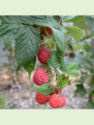 Rubus Idaeus 'September' / Framboisier (remontant)