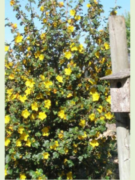 Fremontodendron 'Californicum glory'