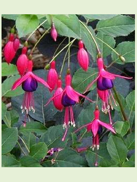 Fuchsia 'Mrs Popple'