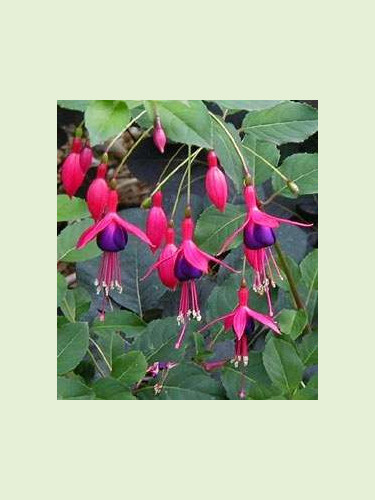 Fuchsia 'Mrs Popple'