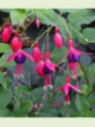 Fuchsia 'Mrs Popple'