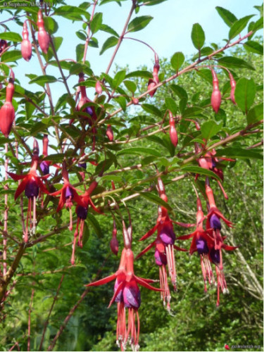 Fuchsia regia 'Reitzii' / Fuchsia comestible