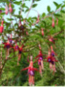 Fuchsia regia 'Reitzii' / Fuchsia comestible