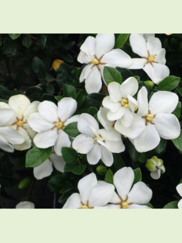 Gardenia jasminoides 'Kleim's hardy' / Gardenia rustique