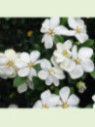 Gardenia jasminoides 'Kleim's hardy' / Gardenia rustique