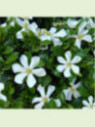 Gardenia jasminoides 'Pinwheel' / Gardenia rustique