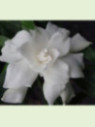 Gardenia jasminoides 'Perfumed petticoats' / Gardenia rustique