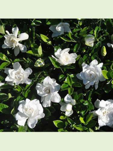 Gardenia jasminoides 'Summer snow' / Gardenia rustique