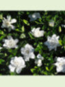 Gardenia jasminoides 'Summer snow' / Gardenia rustique