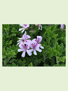 Pelargonium citriodorum / Géranium citron anti-moustique