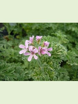 Pelargonium graveolens 'Lady Plymouth' / Géranium menthe poivrée