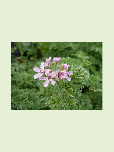 Pelargonium graveolens 'Lady Plymouth' / Géranium menthe poivrée