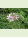 Pelargonium graveolens 'Lady Plymouth' / Géranium menthe poivrée