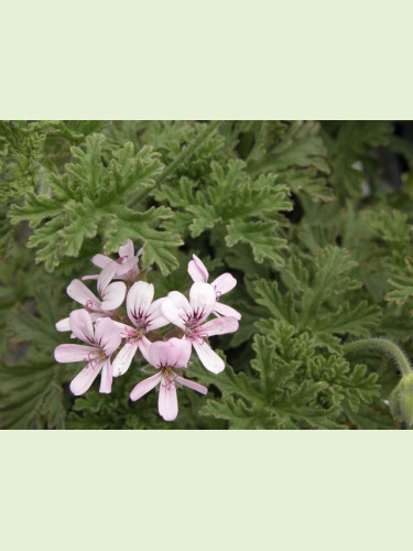 Pelargonium capitatum 'Attar of Roses / Géranium rose