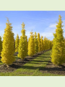 Ginkgo biloba 'Blagon' / Arbre aux quarante écus