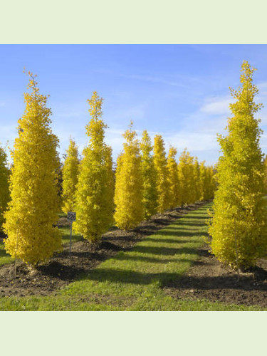 Ginkgo biloba 'Blagon' / Arbre aux quarante écus