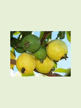 Psidium guajava 'Limon' /Goyavier citron (jaune)