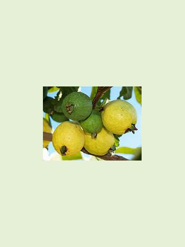 Psidium guajava 'Limon' /Goyavier citron (jaune)