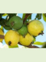 Psidium guajava 'Limon' /Goyavier citron (jaune)