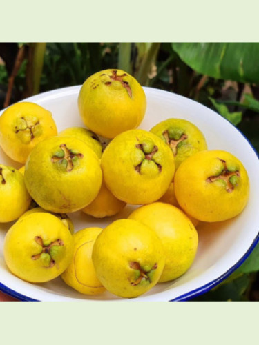 Psidium cattleianum var littoralis / Goyave Jaune