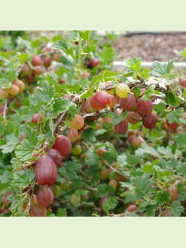 Ribes va-crispa 'Captivator' / Groseiller à maquereau