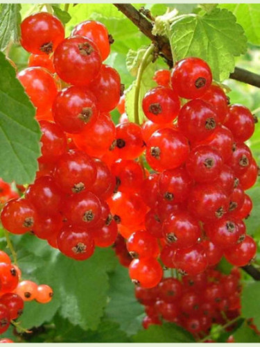 Ribes rubrum ‘Junifer’ / Groseillier à grappes rouge