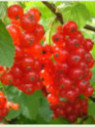 Ribes rubrum ‘Junifer’ / Groseillier à grappes rouge