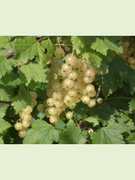 Ribes rubrum ‘Versaillaise’ / Groseillier à grappes blanche