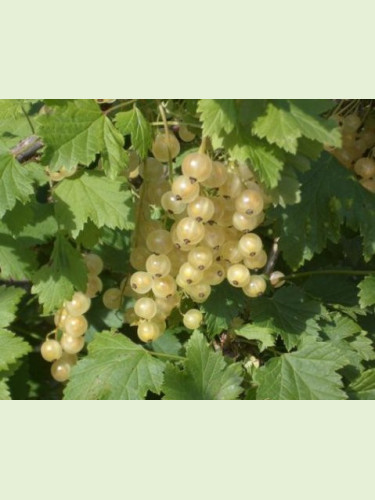 Ribes rubrum ‘Versaillaise’ / Groseillier à grappes blanche