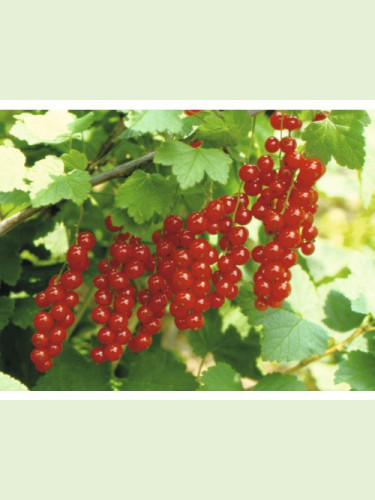 Rubus rubrum 'Jonkheer van Tets' / Groseillier à grappes rouges