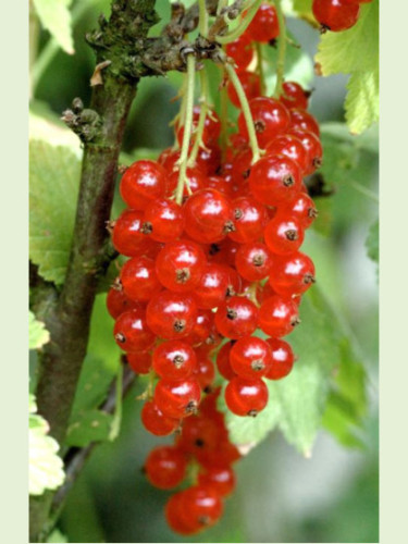 Ribes rubrum 'Rovada' / Groseillier à grappes rouge