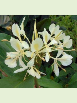 Hedychium flavum