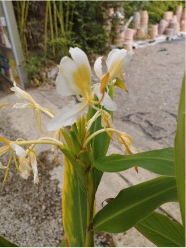 Hedychium 'Ayo'