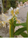 Hedychium 'Ayo'